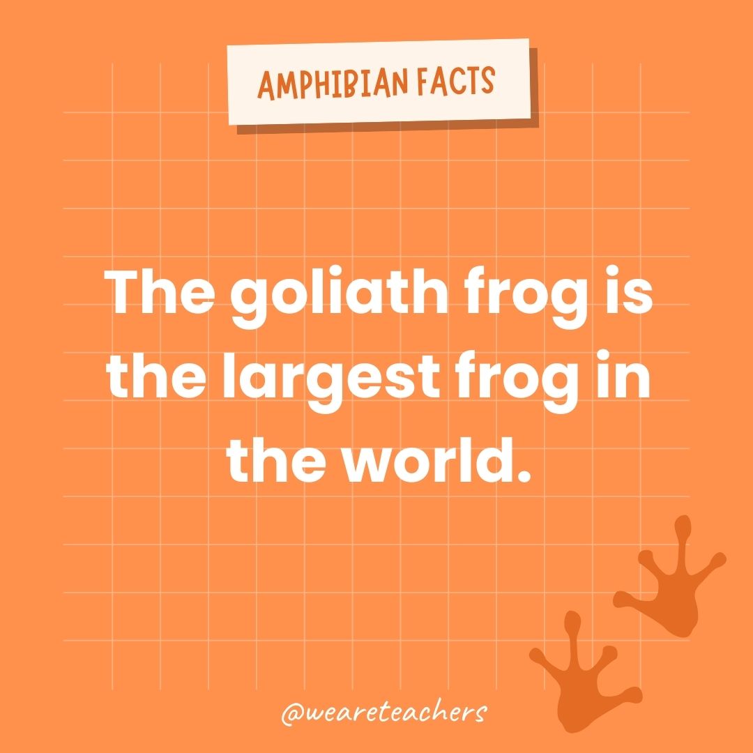 The goliath frog is the largest frog in the world.