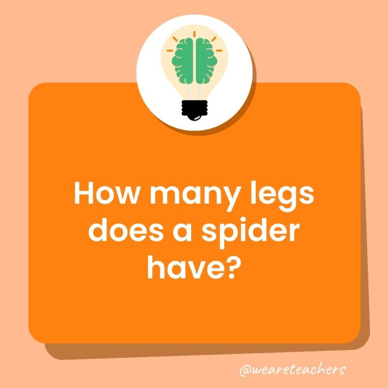 How many legs does a spider have?