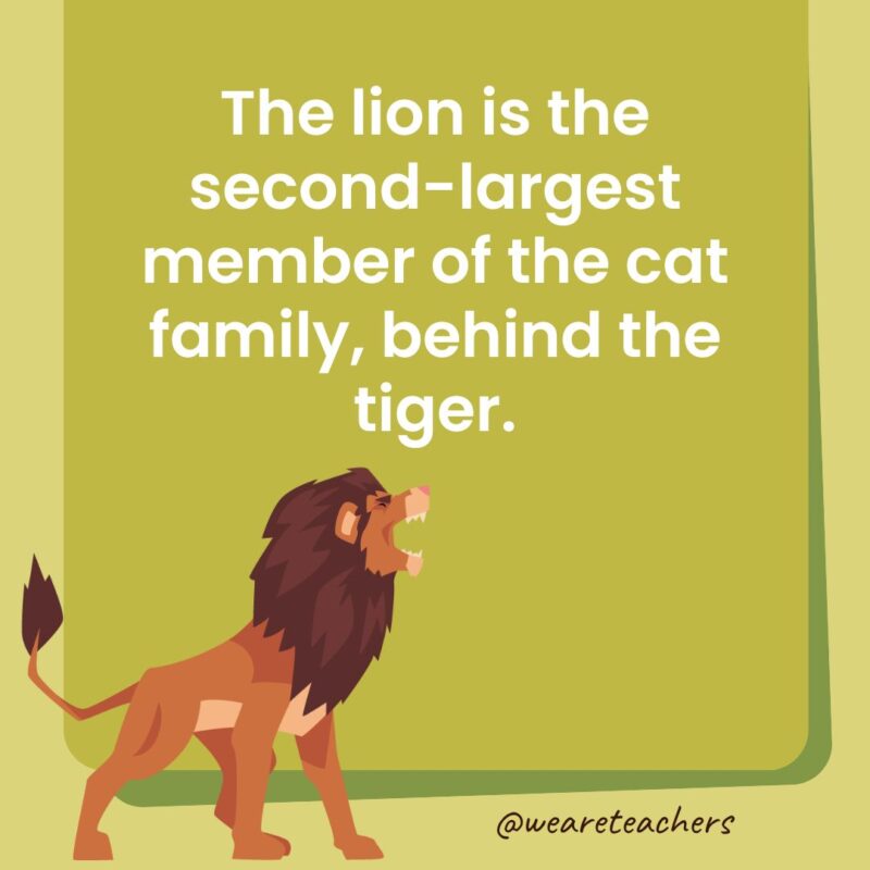 1. The lion is the second-largest member of the cat family, behind the tiger.