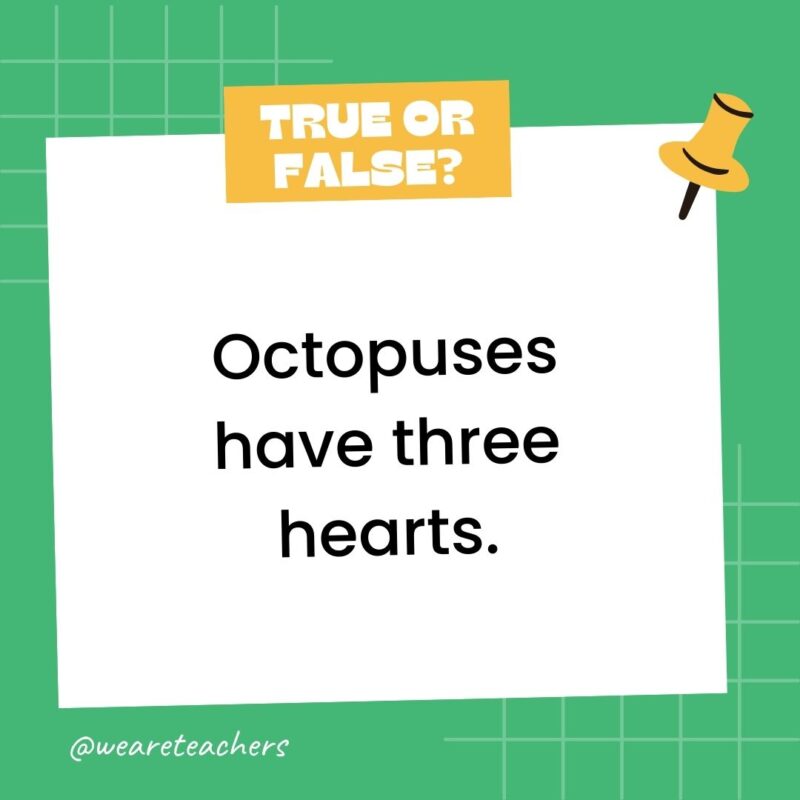 Octopuses have three hearts.