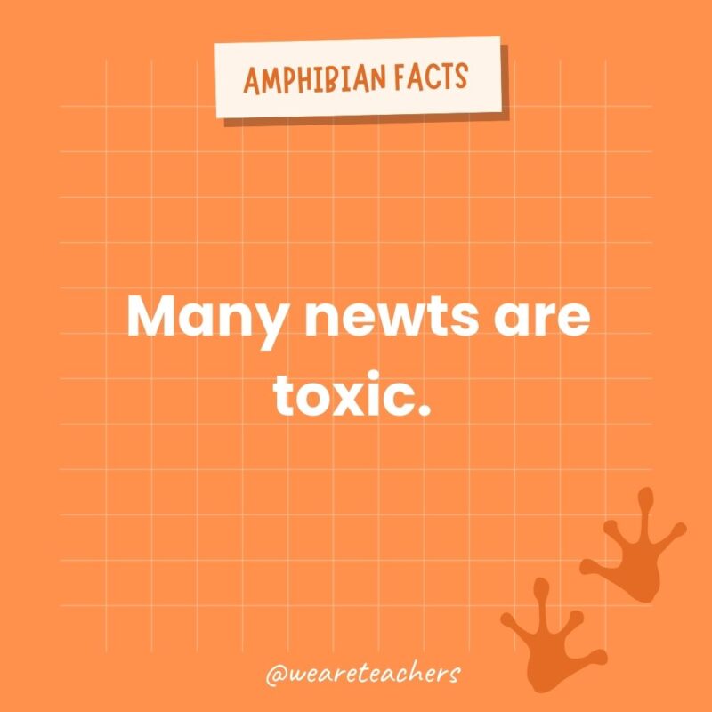 Many newts are toxic. 