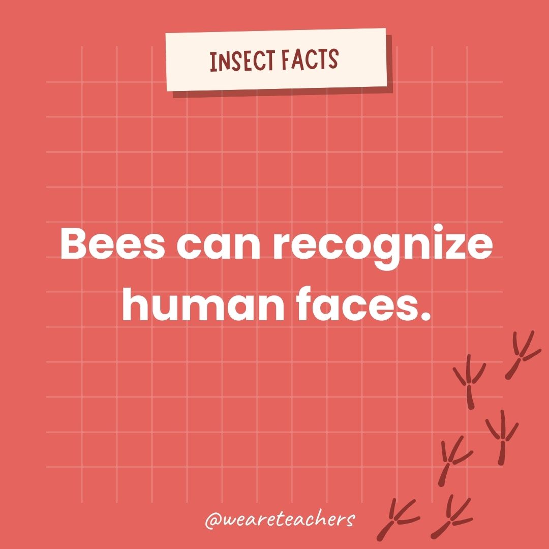 Bees can recognize human faces.