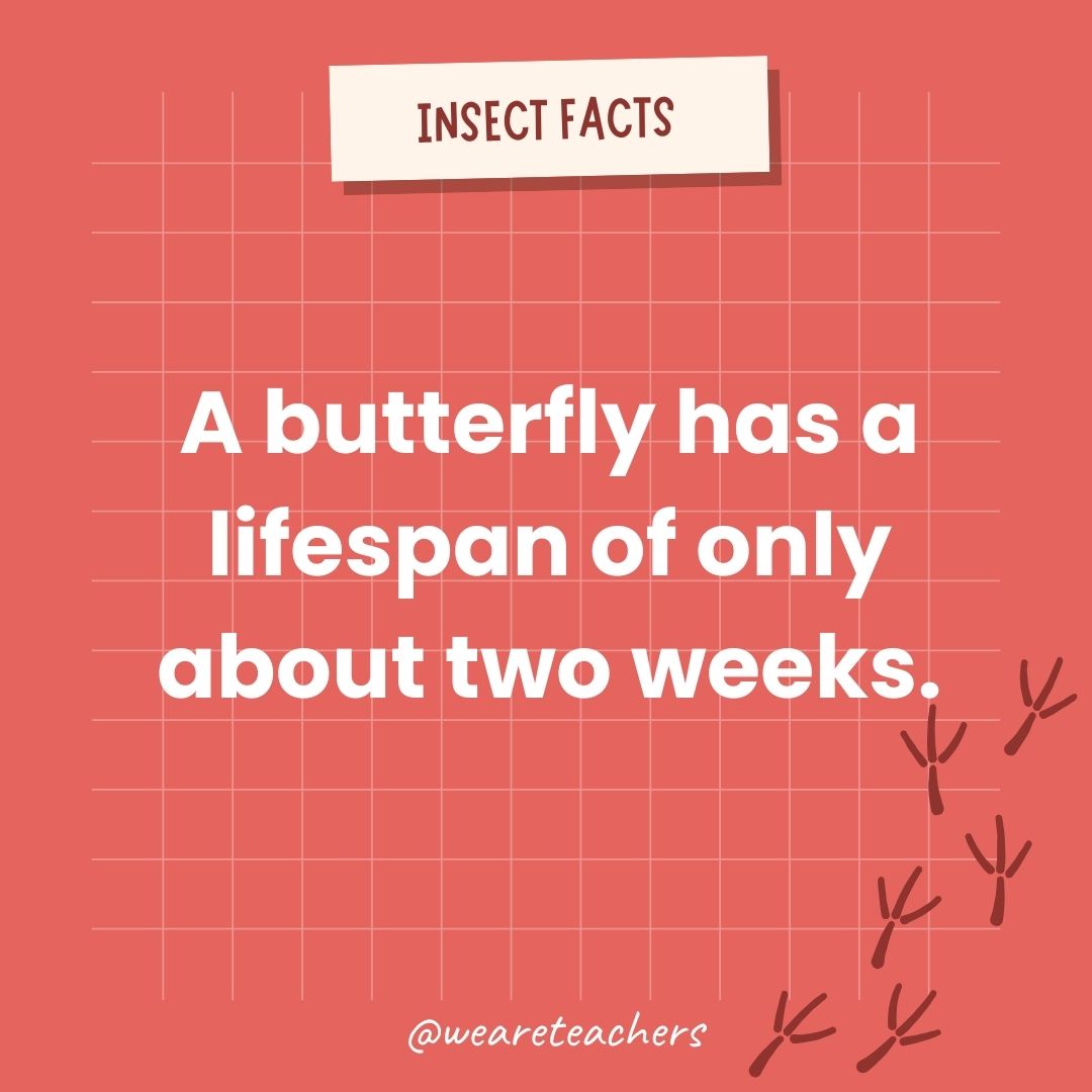 A butterfly has a lifespan of only about two weeks.