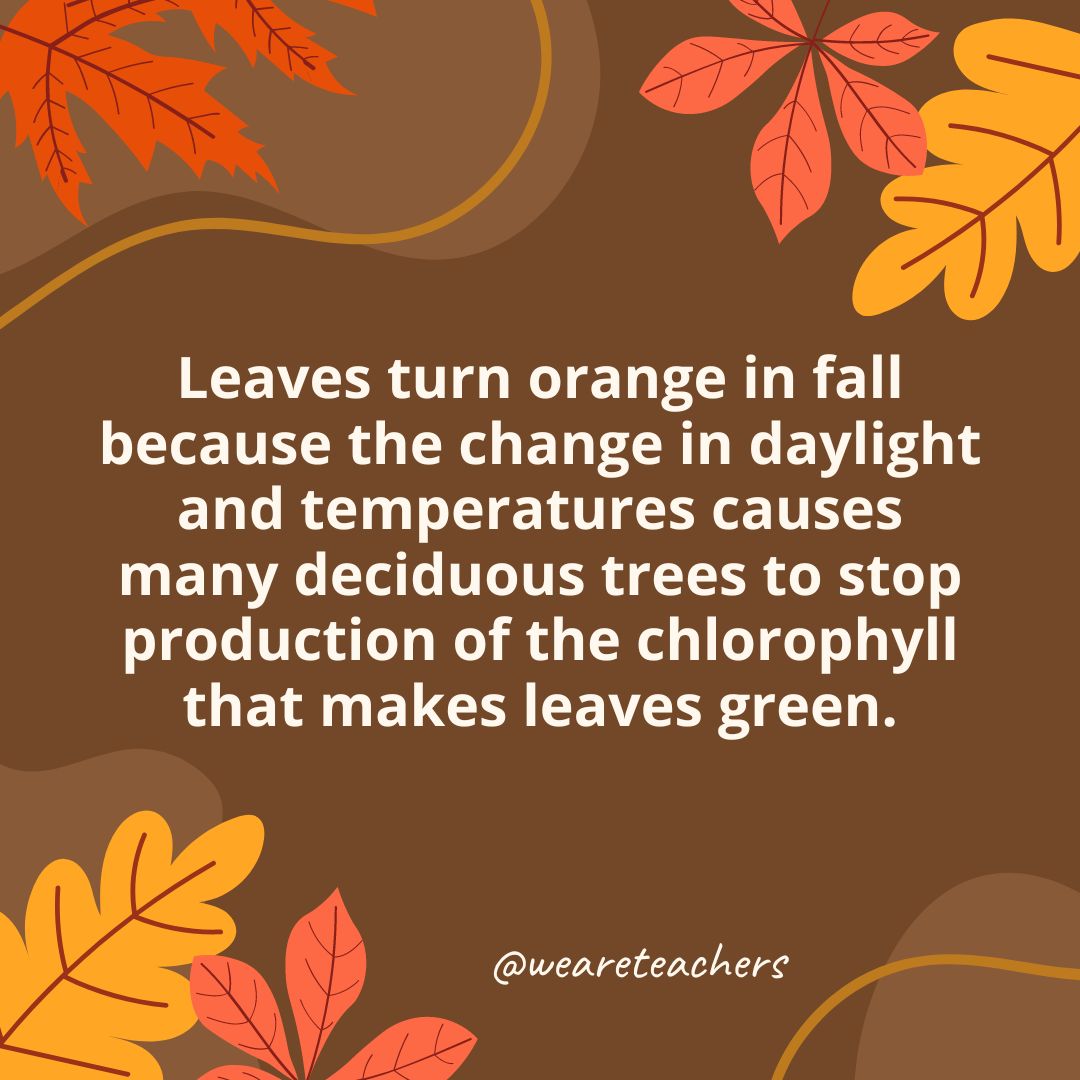 Leaves turn orange in fall because the change in daylight and temperatures causes many deciduous trees to stop production of the chlorophyll that makes leaves green.