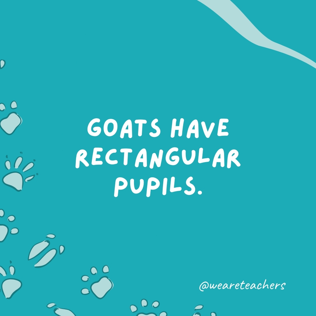 Goats have rectangular pupils.