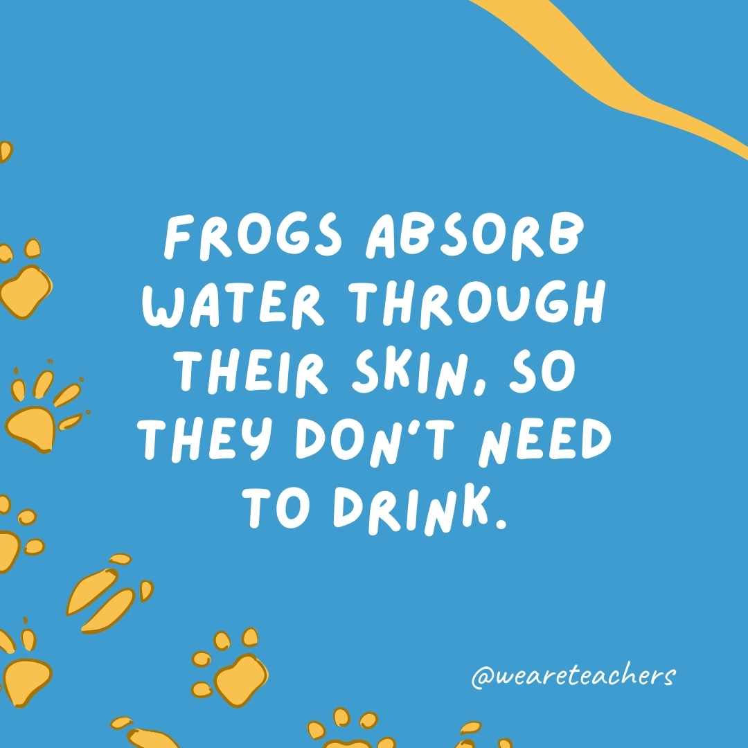 Frogs absorb water through their skin, so they don't need to drink.