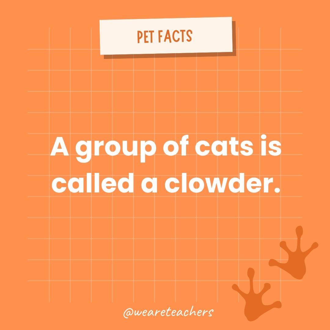 A group of cats is called a clowder.