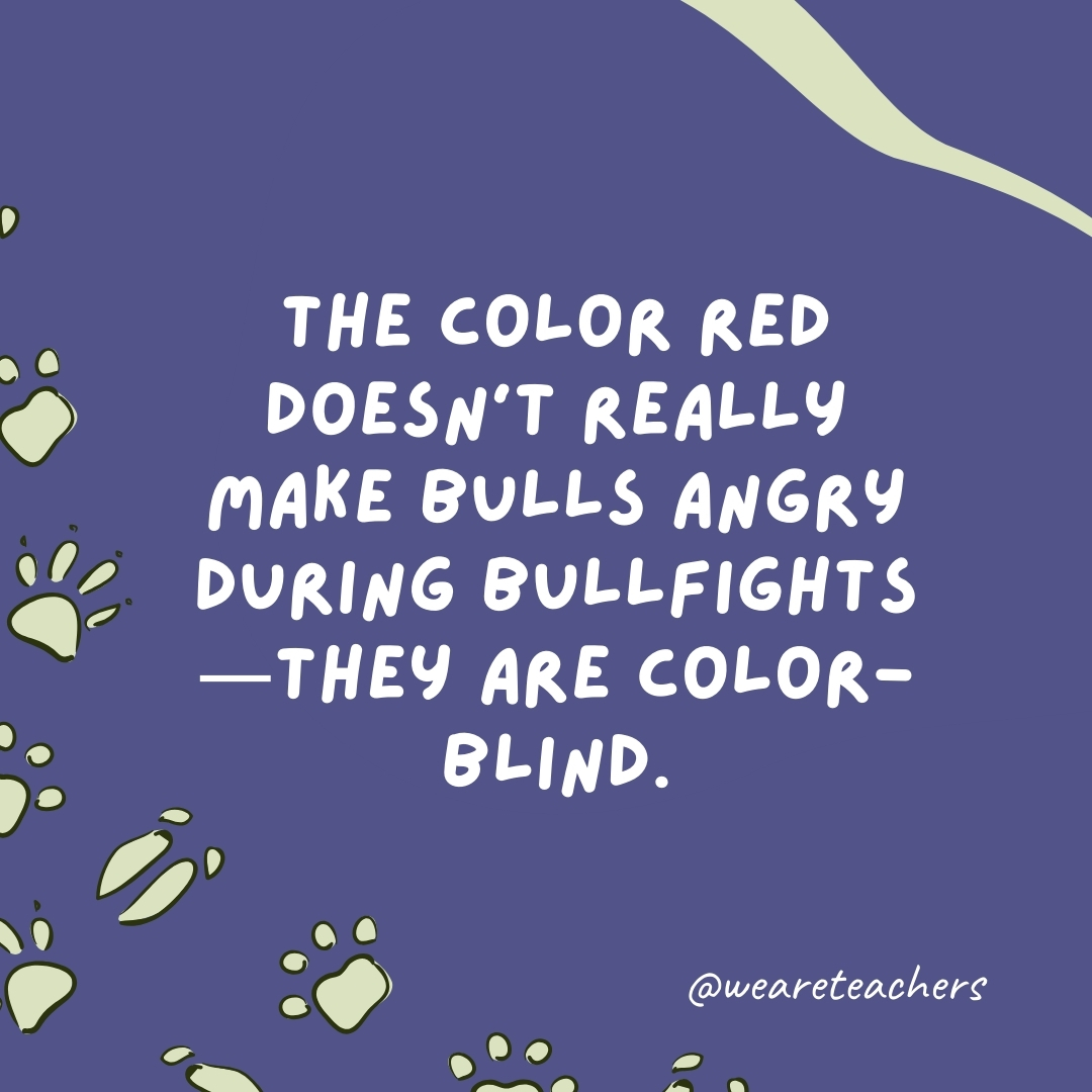 The color red doesn’t really make bulls angry during bullfights—they are color-blind.- animal facts
