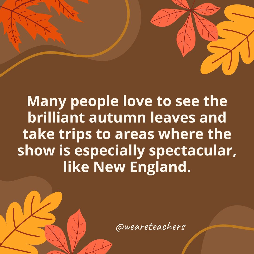 Many people love to see the brilliant autumn leaves and take trips to areas where the show is especially spectacular, like New England.