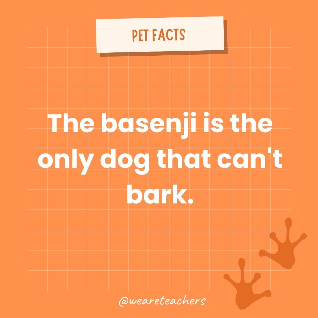 The basenji is the only dog that can't bark.