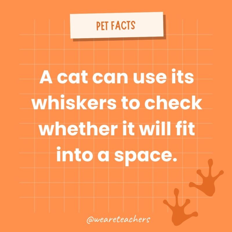 A cat can use its whiskers to check whether it will fit into a space an example of animal facts.- animal facts