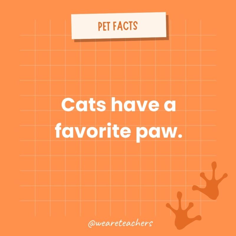 Cats have a favorite paw.