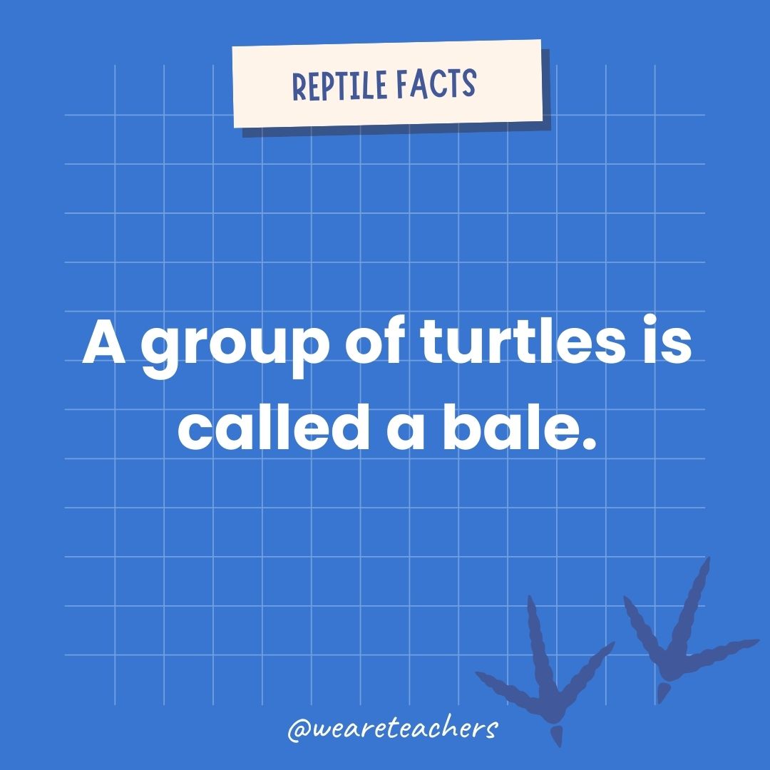 A group of turtles is called a bale.