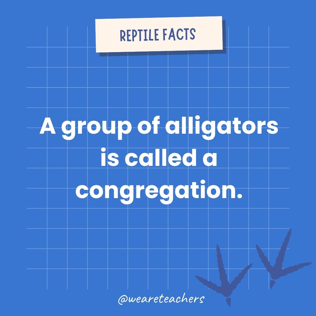 A group of alligators is called a congregation.- animal facts