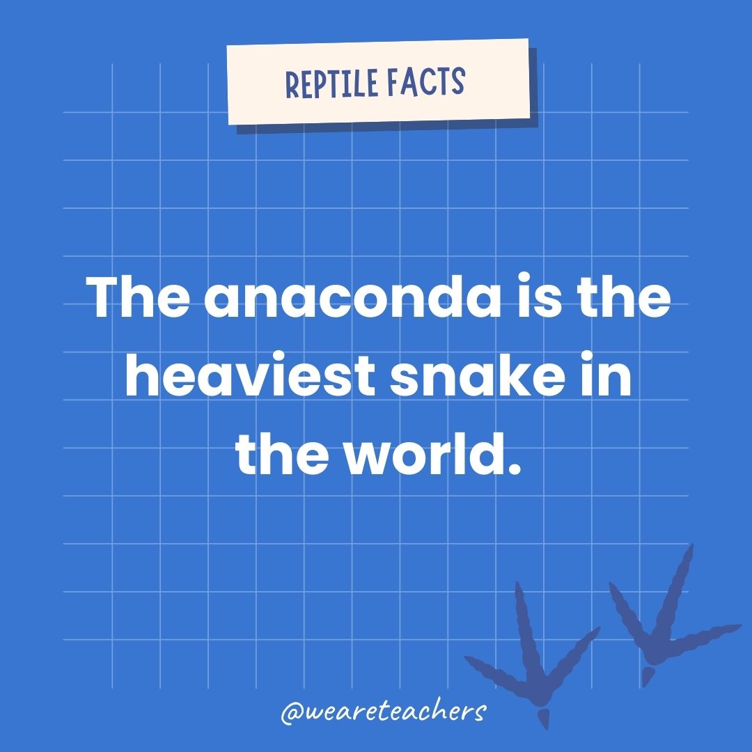 The anaconda is the heaviest snake in the world.- animal facts