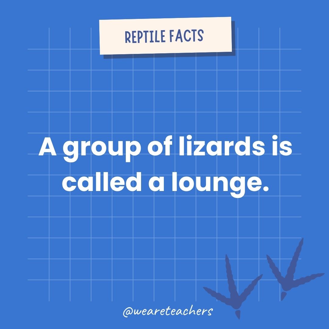 A group of lizards is called a lounge.- animal facts