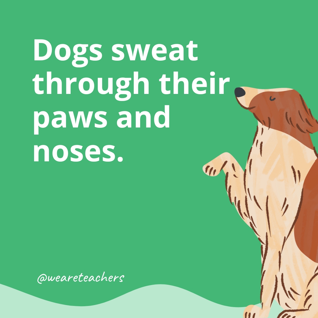 25 Tail-Wagging Dog Facts for Kids - Universal Mentors Association