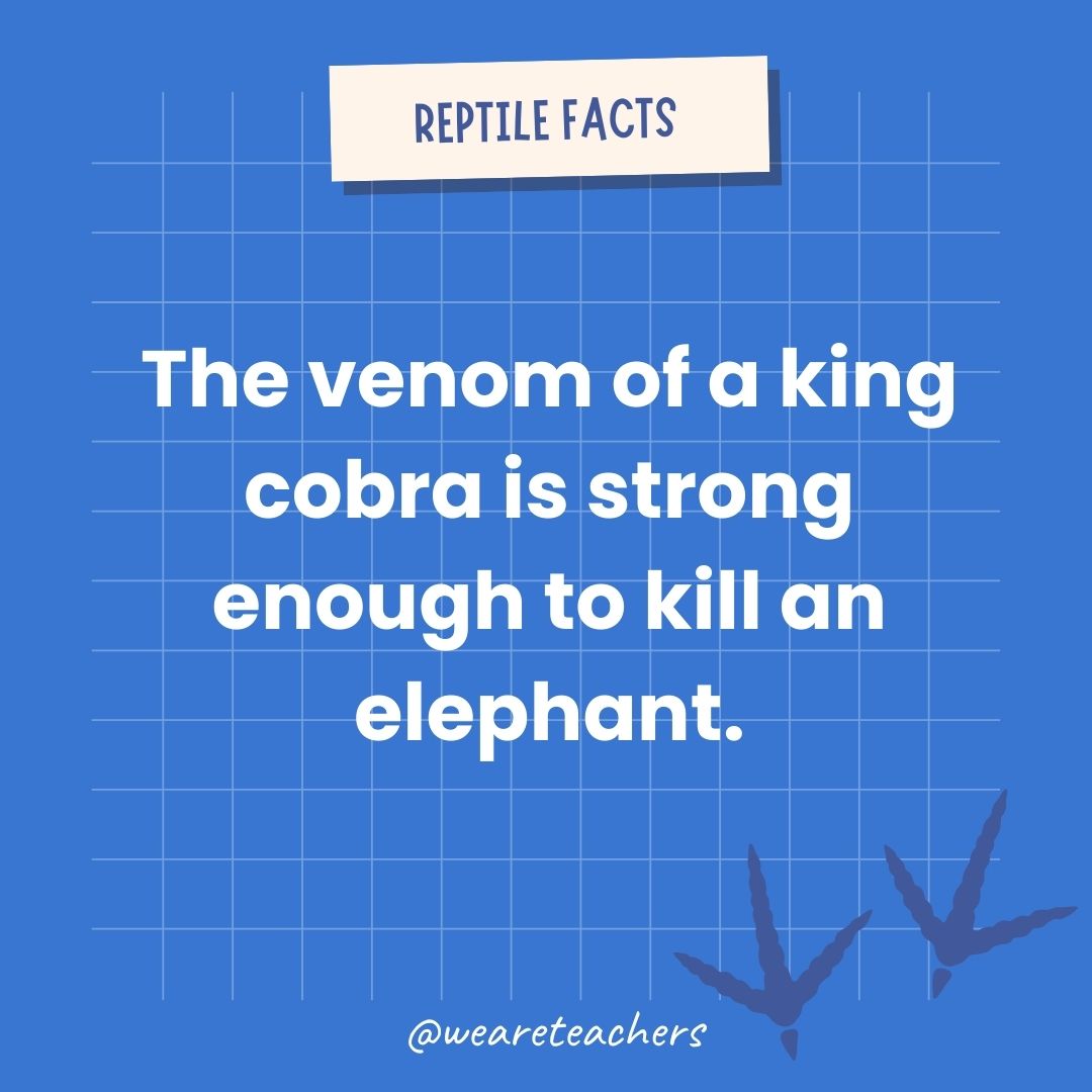 The venom of the king cobra is strong enough to kill an elephant.