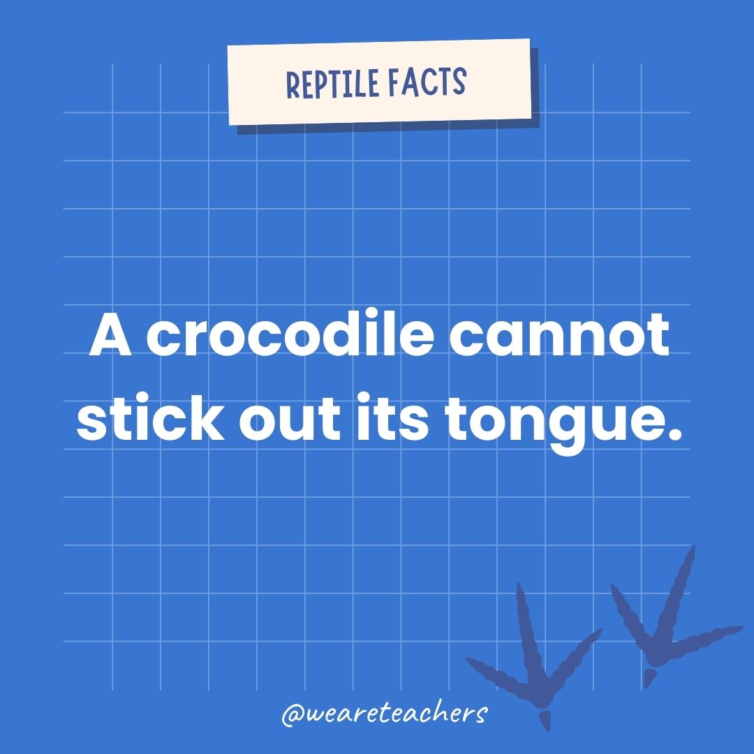 A crocodile cannot stick out its tongue.