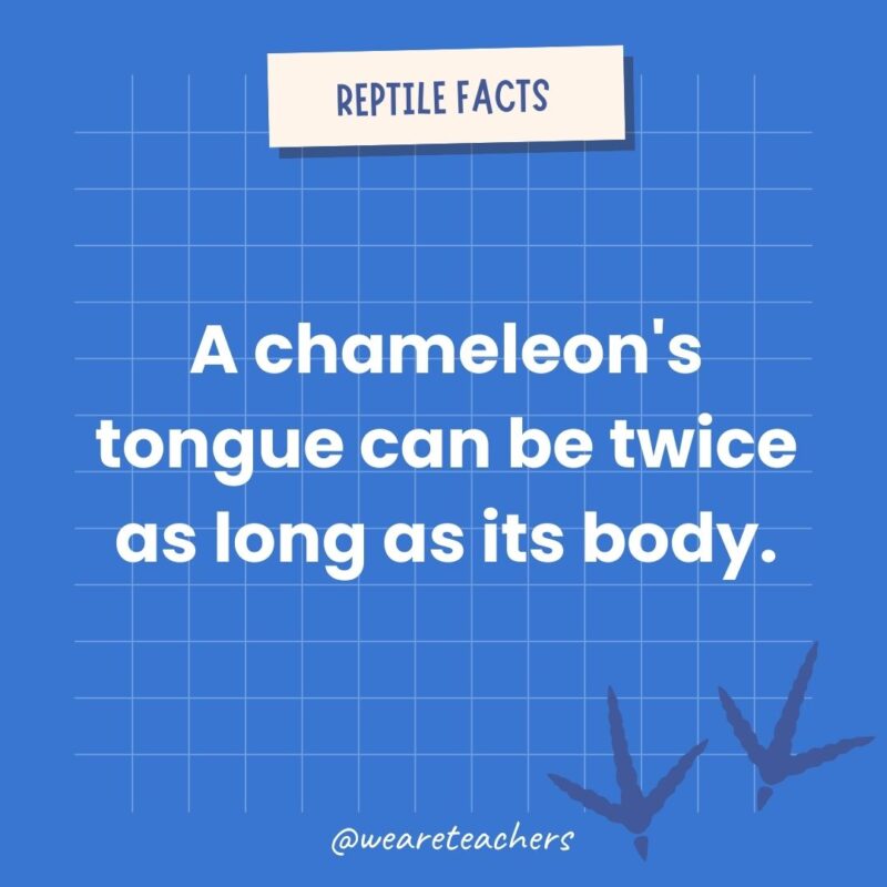 A chameleon’s tongue can be twice as long as its body.