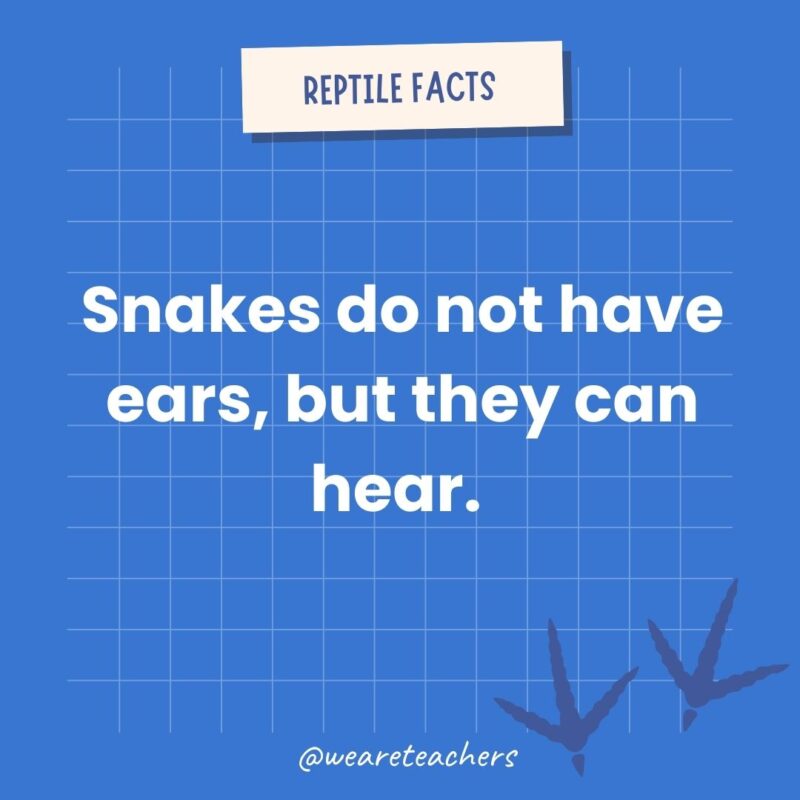 Snakes do not have ears, but they can hear. 