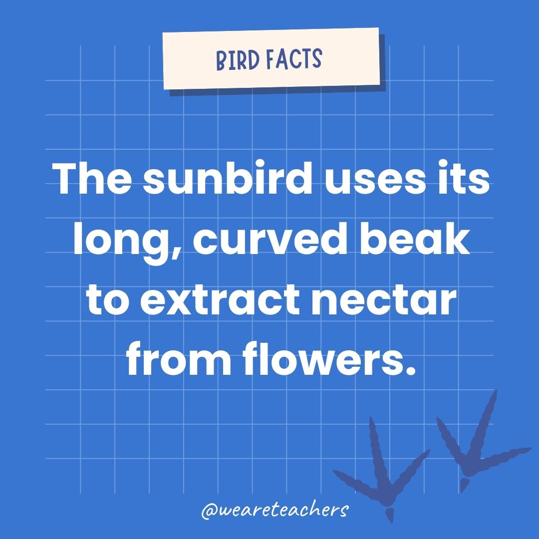 The sunbird uses its long, curved beak to extract nectar from flowers.