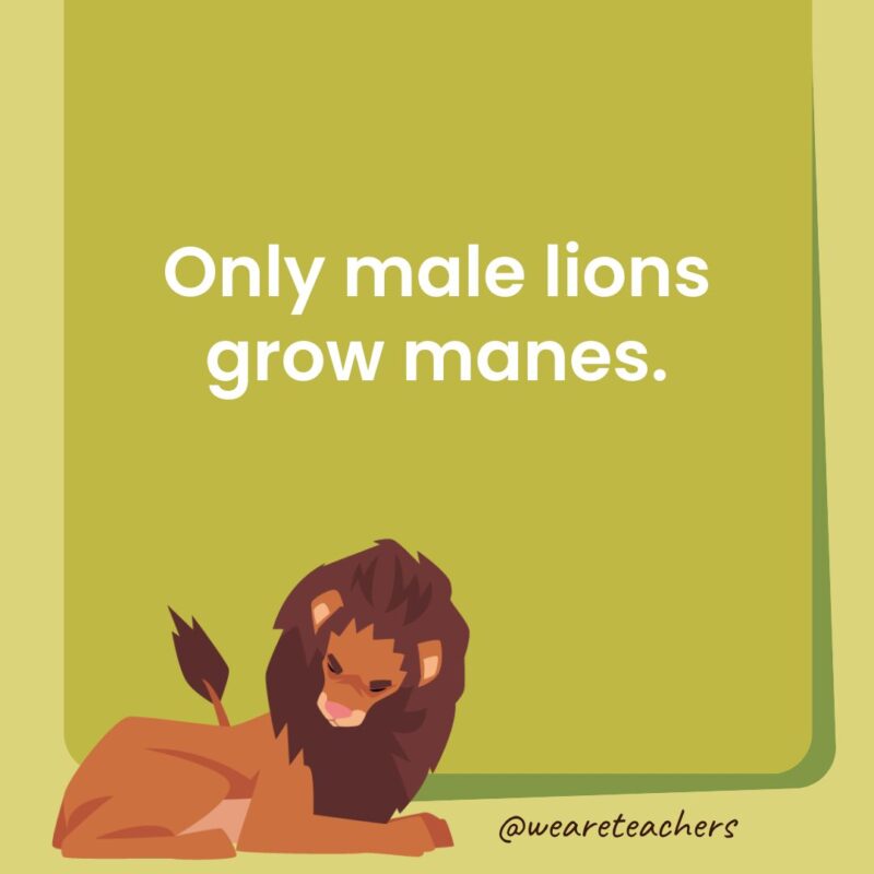 Only male lions grow manes.