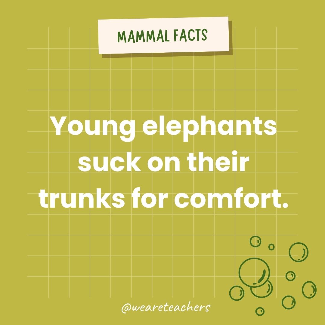 Young elephants suck on their trunks for comfort.