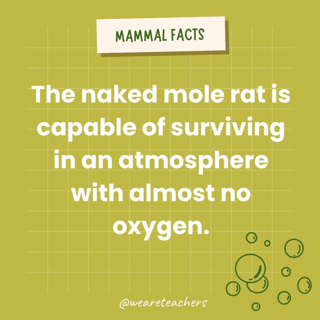 The naked mole rat is capable of surviving in an atmosphere with almost no oxygen.