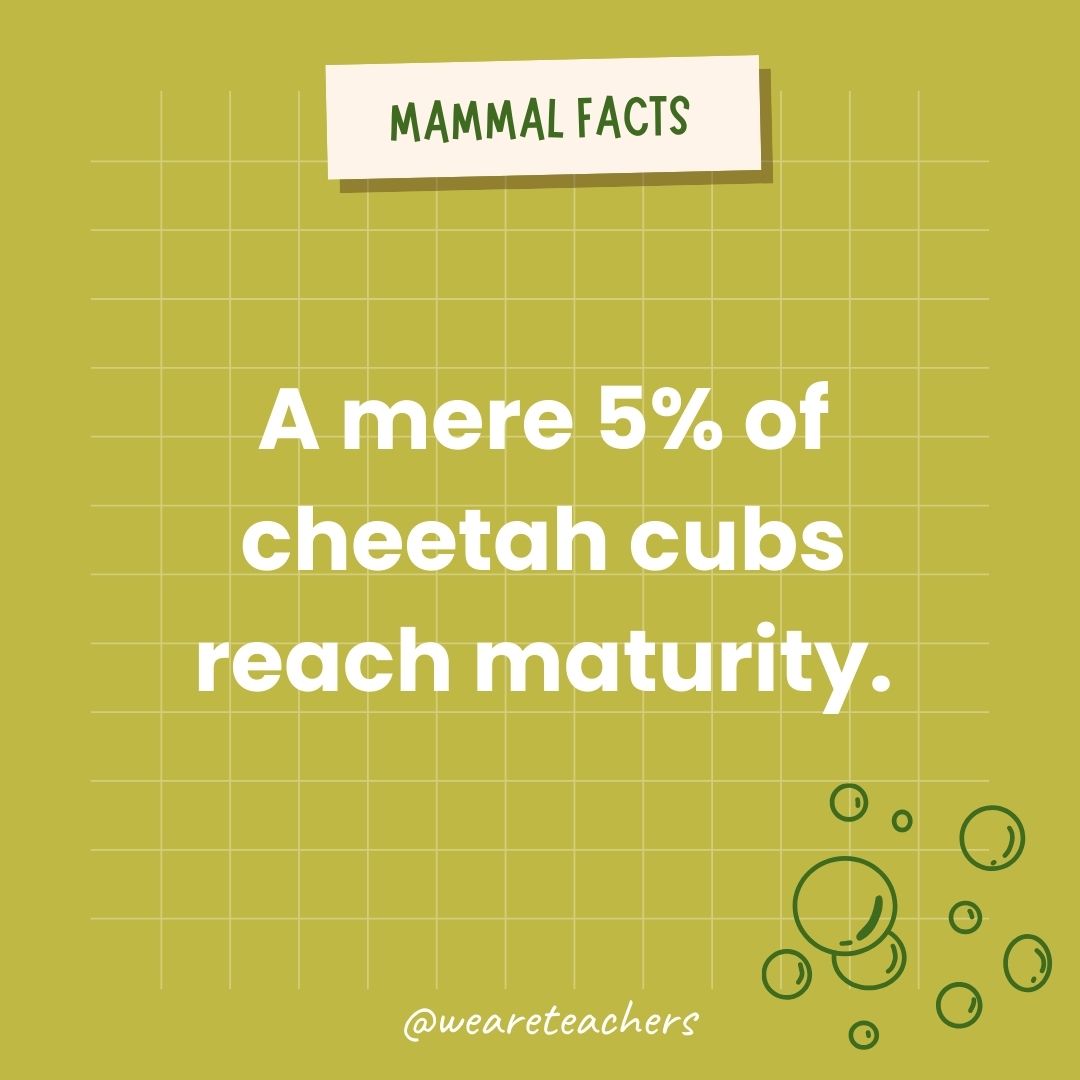 A mere 5% of cheetah cubs reach maturity.