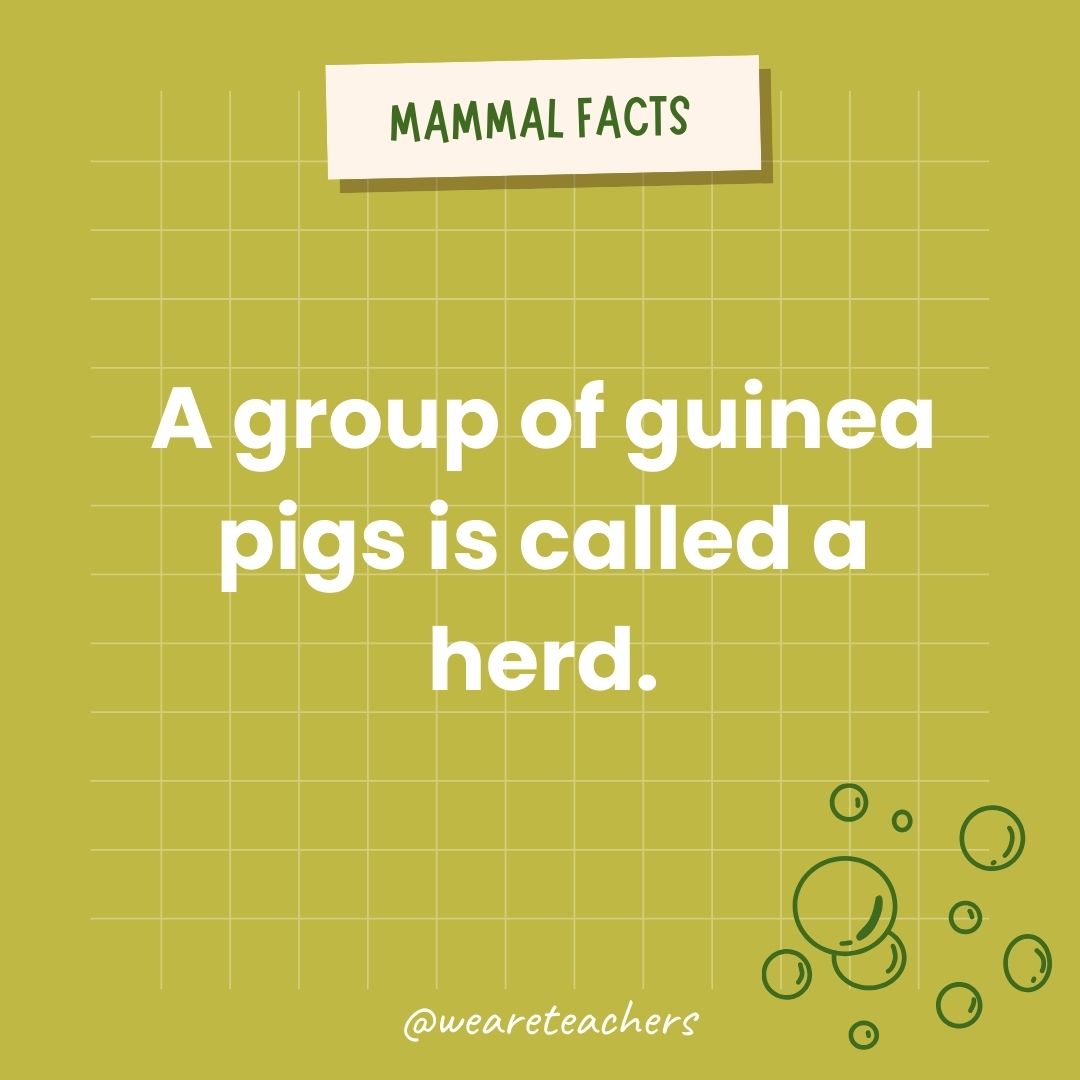 A group of guinea pigs is called a herd.