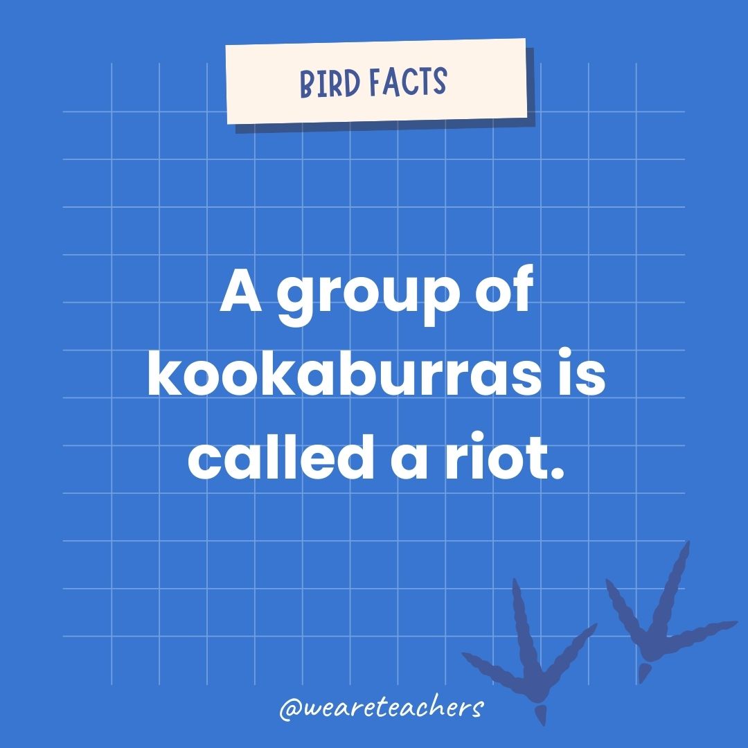 A group of kookaburras is called a riot.