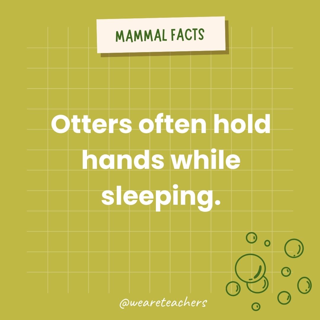 Otters often hold hands while sleeping.