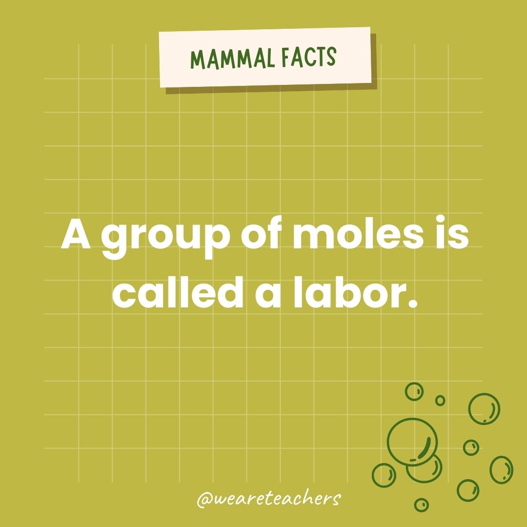 A group of moles is called a labor.