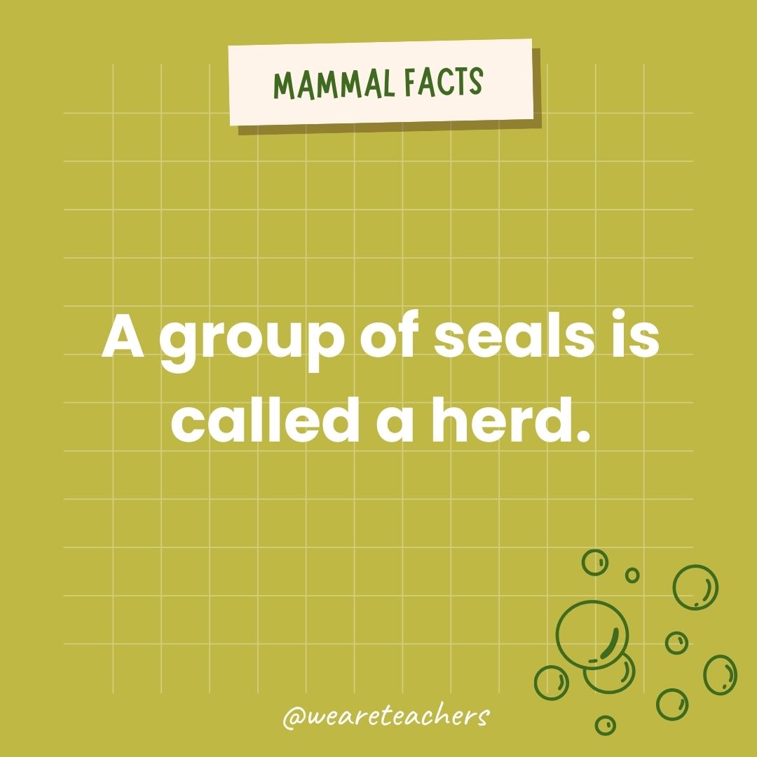 A group of seals is called a herd.