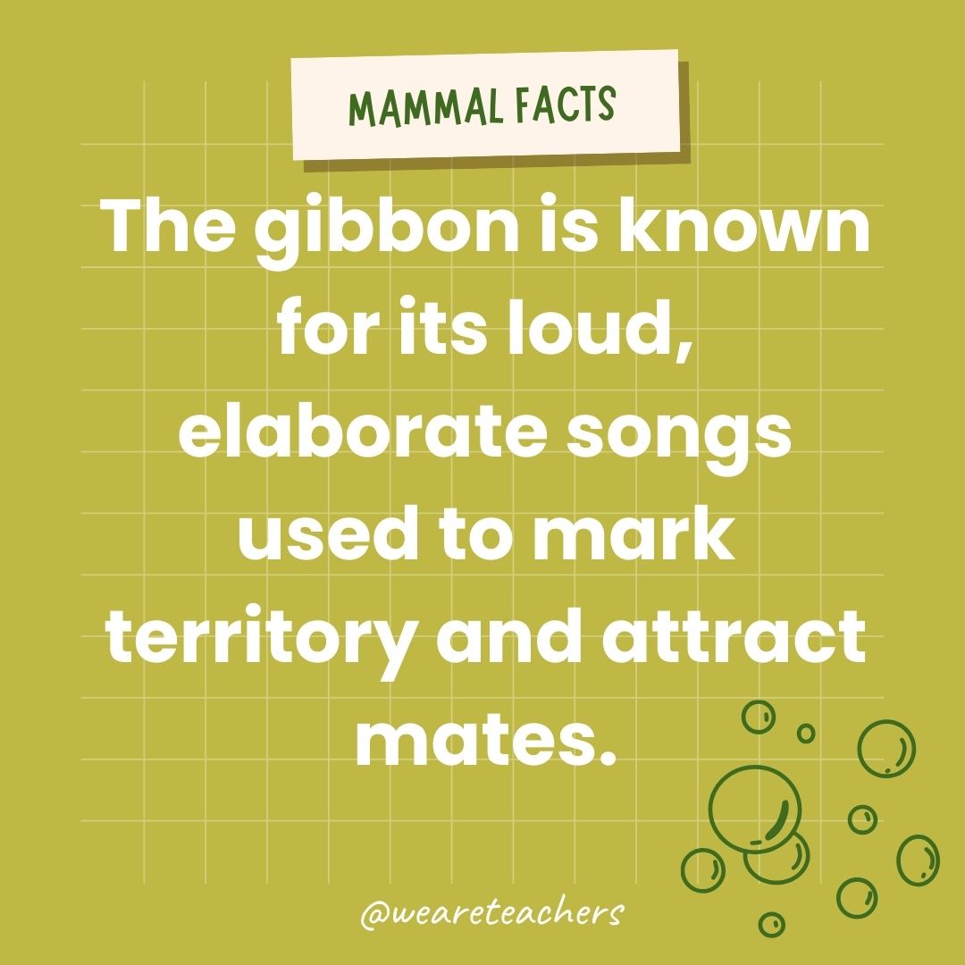 The gibbon is known for its loud, elaborate songs used to mark territory and attract mates.