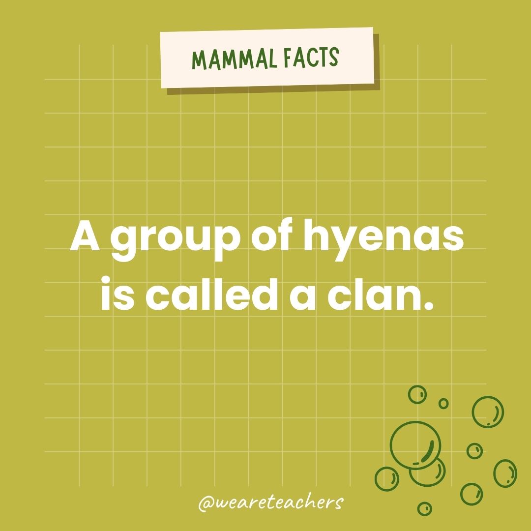 A group of hyenas is called a clan.