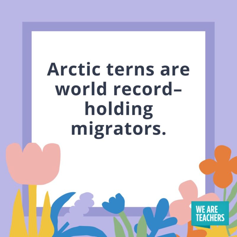 Arctic terns are world record–holding migrators.