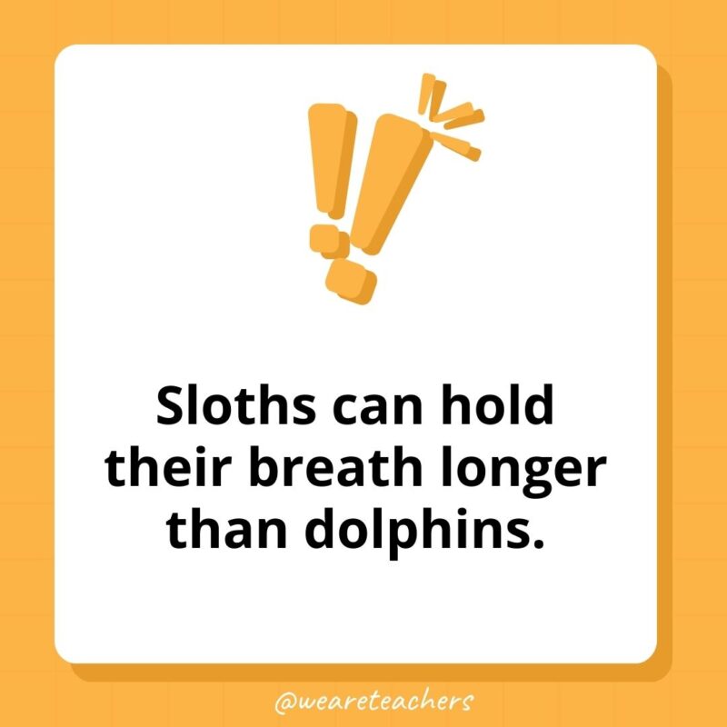 Sloths can hold their breath longer than dolphins.