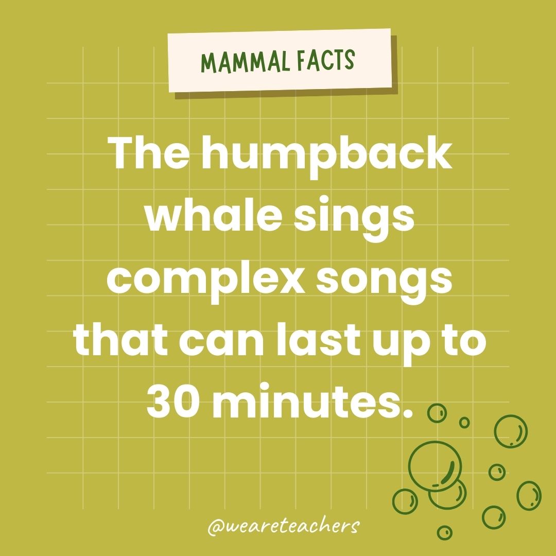 The humpback whale sings complex songs that can last up to 30 minutes.