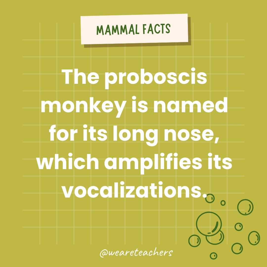 The proboscis monkey is named for its long nose, which amplifies its vocalizations.