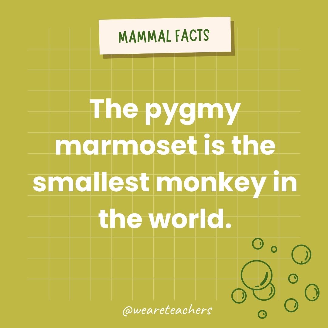 The pygmy marmoset is the smallest monkey in the world.