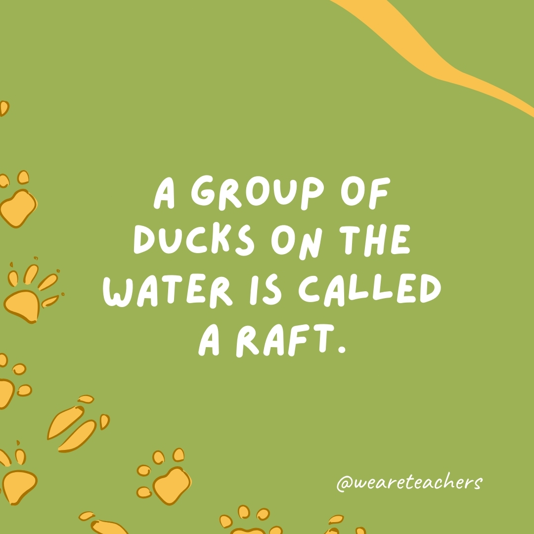 A group of ducks on the water is called a raft. 