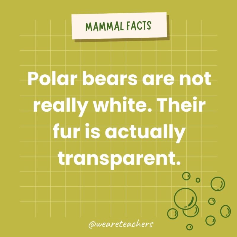 Polar bears are not white. Their fur is actually transparent.