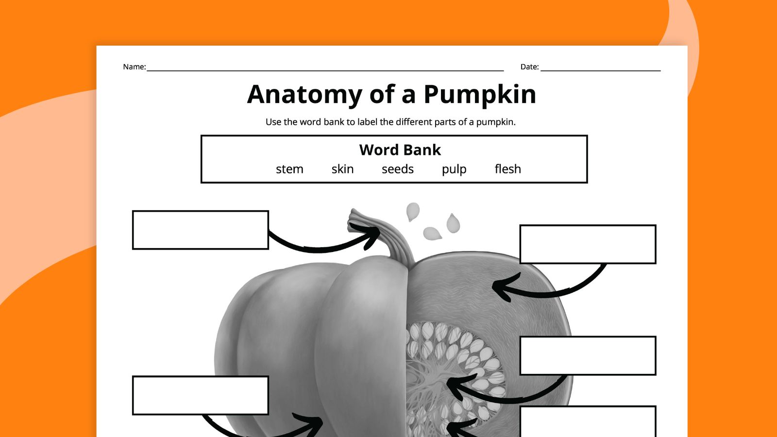 Parts of a Pumpkin Worksheet