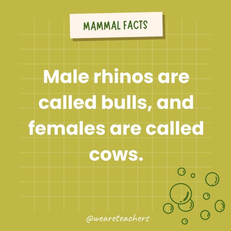 Male rhinos are called bulls, and female elephants are called cows.