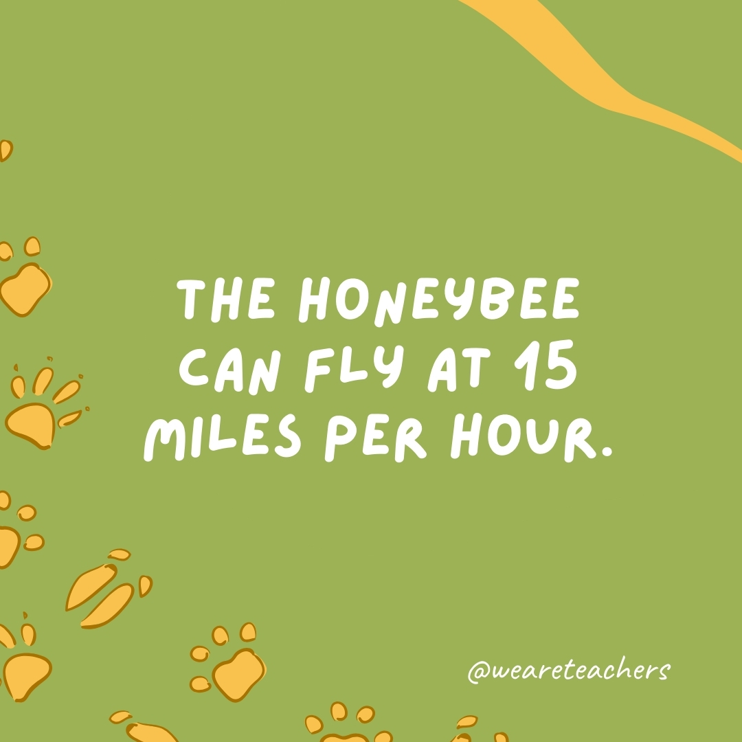 The honeybee can fly at 15 miles per hour.- animal facts