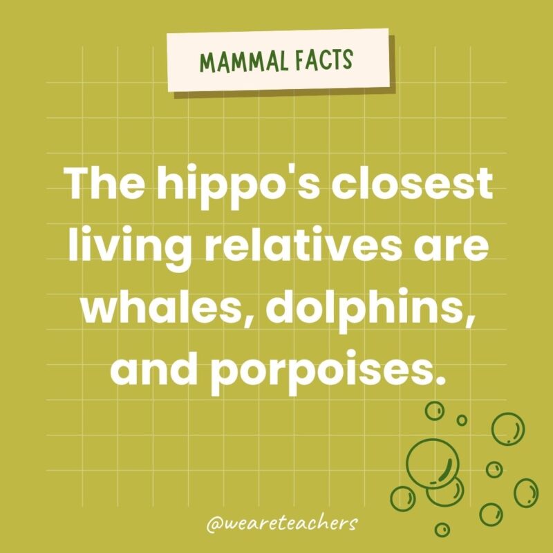 The hippo's closest living relatives are whales, dolphins, and porpoises.