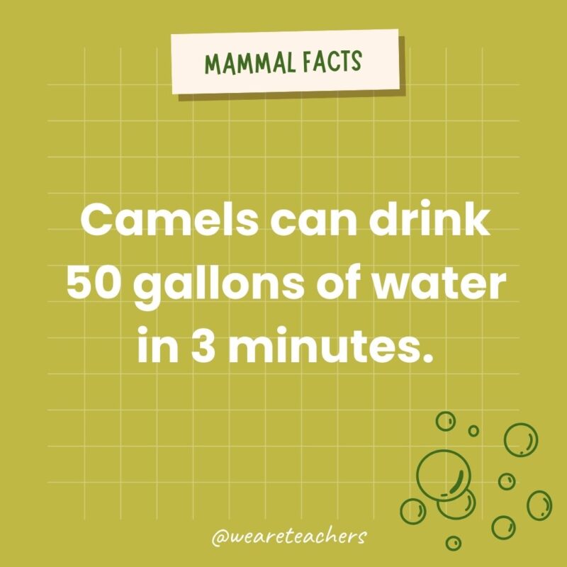 Camels can drink 50 gallons of water in 3 minutes.