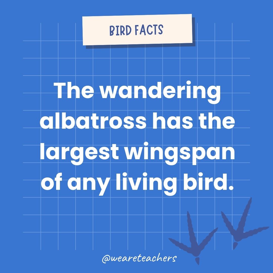 The wandering albatross has the largest wingspan of any living bird.